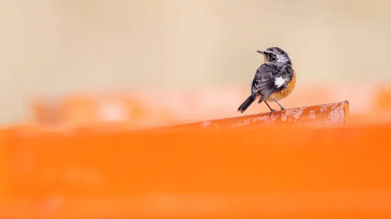Morocco birds