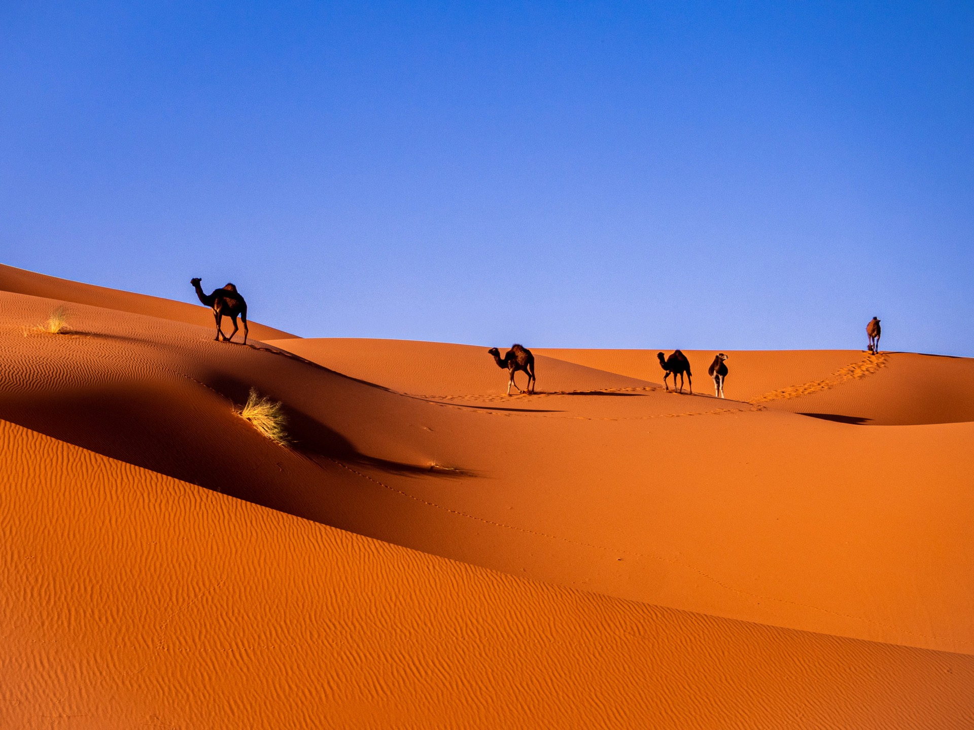 Golden Erg Chebbi sand dunes in the Sahara