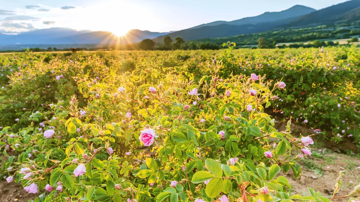 Best time to Visit Rose Valley