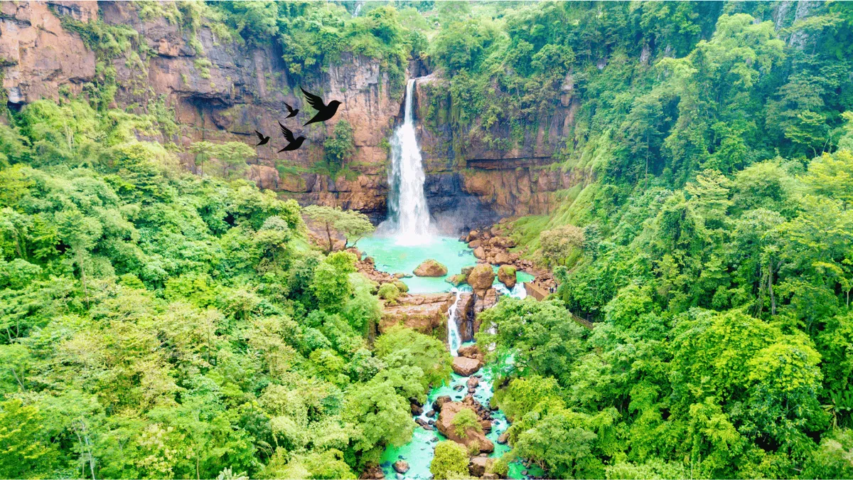 birds piping in Akchour Waterfalls