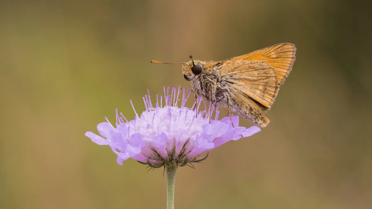 A Symphony of Flora and Fauna Along the Ziz River