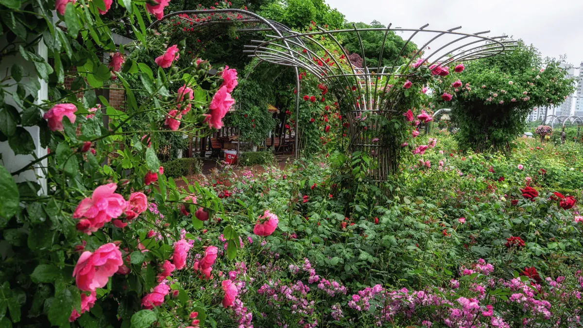 Morocco's Rose Festival