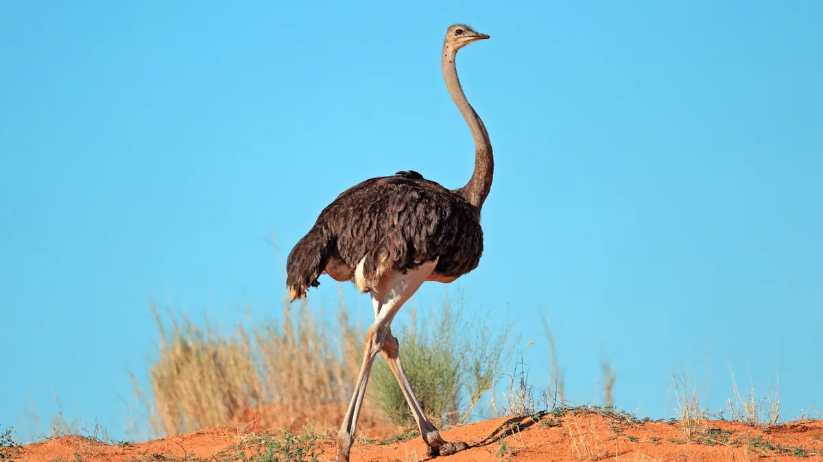 Red Ostrich