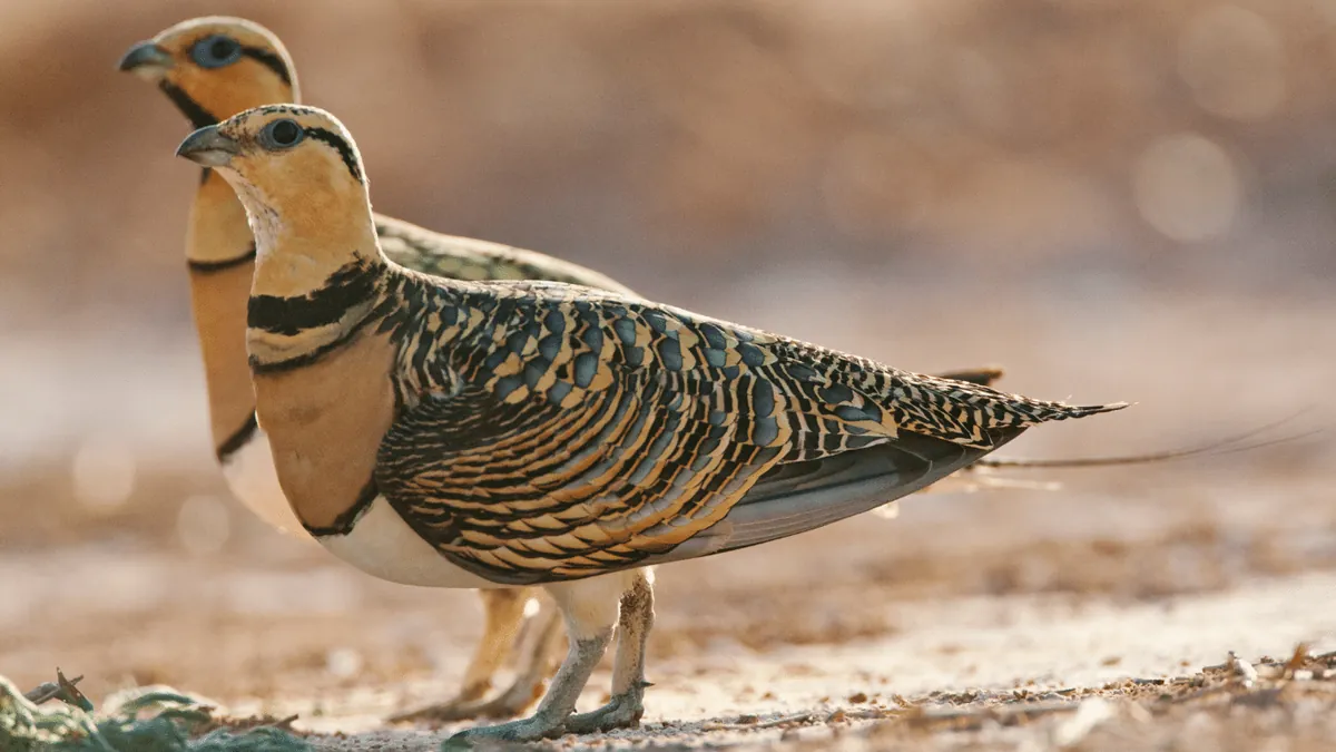 Sandgrouse