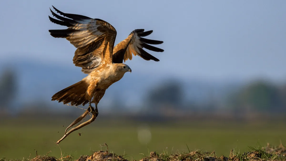 Snake eagle