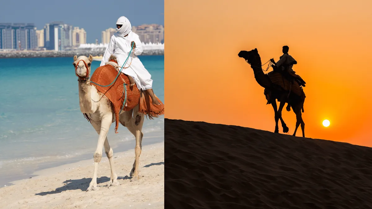 10. Tips for Riding a Camel or Dromedary - The Definitive Guide to the Differences Between Camels and Dromedaries on Your Morocco Tour