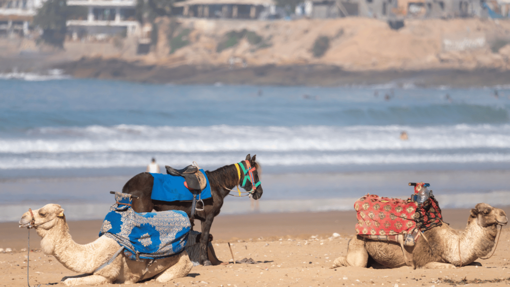Viaggio per Surf a Taghazout