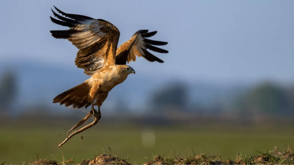 Aquila serpentina