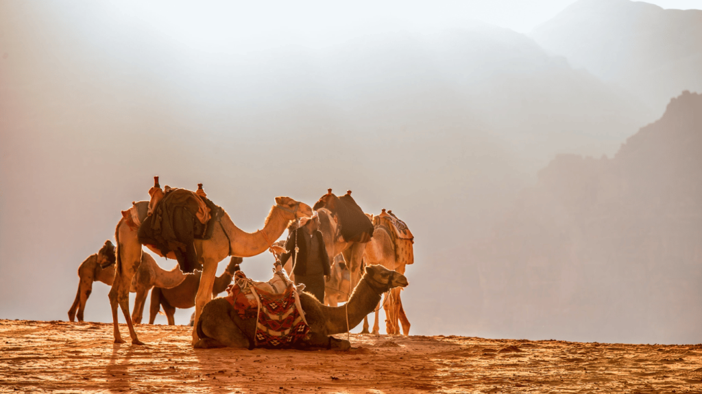 Differences Between Camels and Dromedaries on Best Morocco