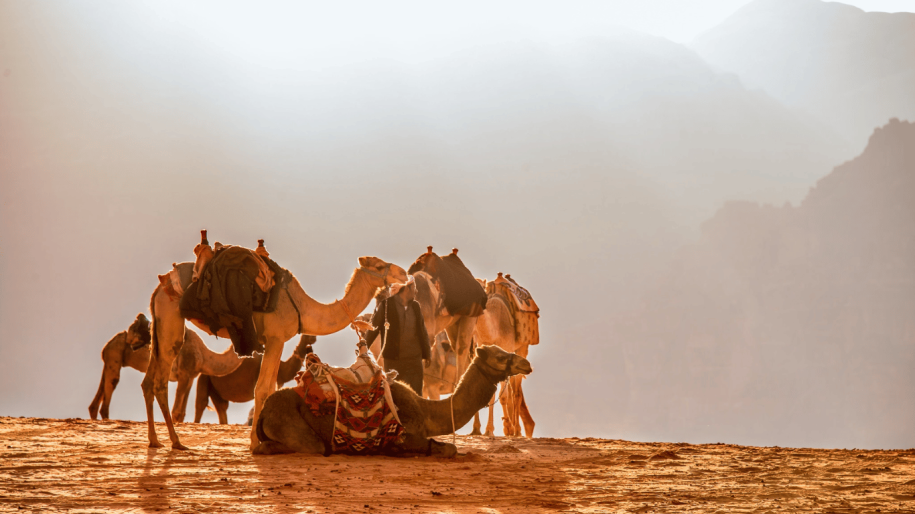 Differences Between Camels and Dromedaries