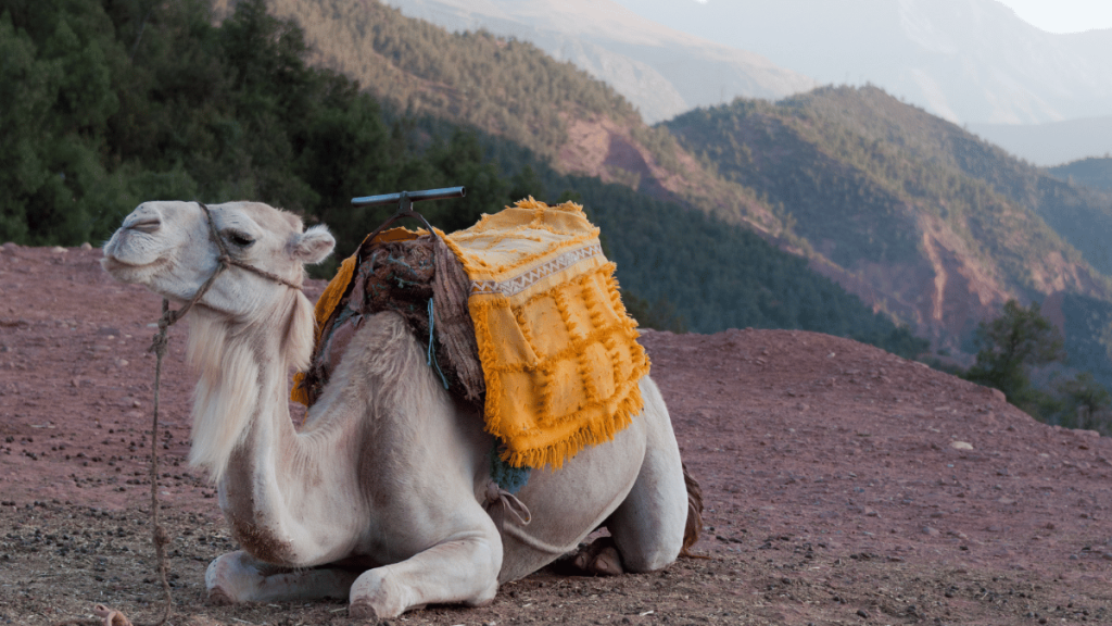 Camel Ride Trekking In Marrakech