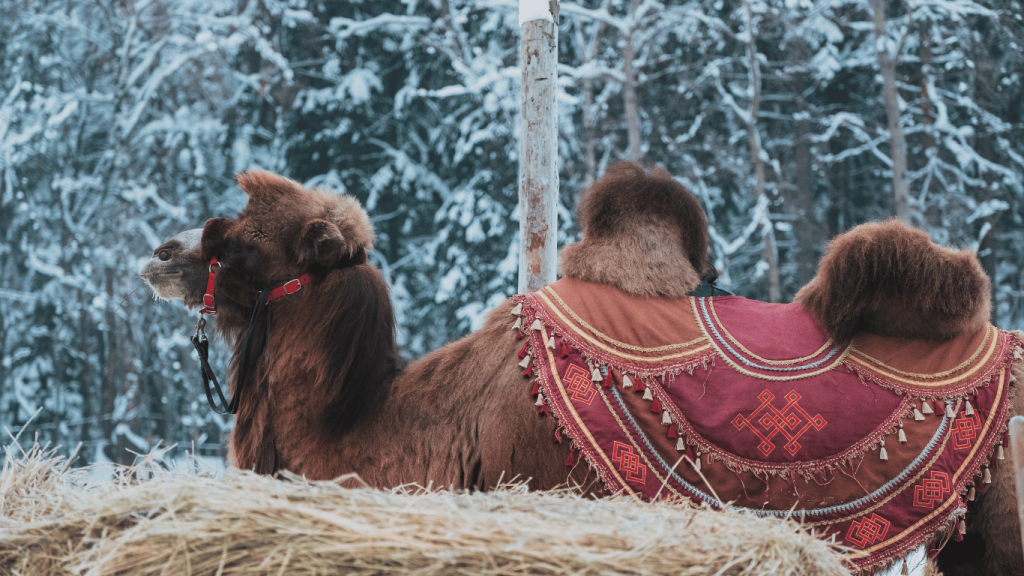 Allure of Camel Trekking