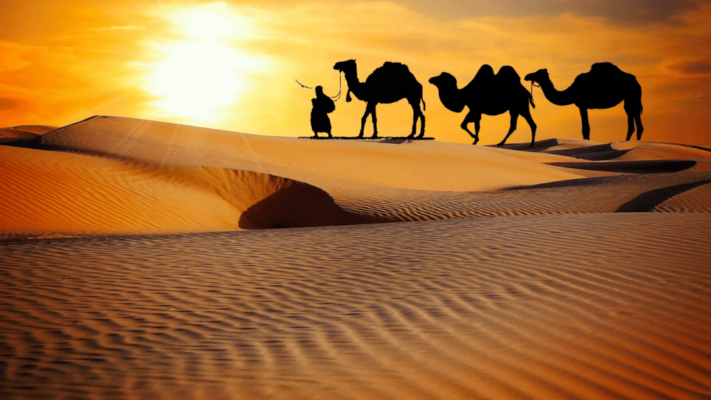Saharan Sunsets: Romantic Camel Treks in Morocco