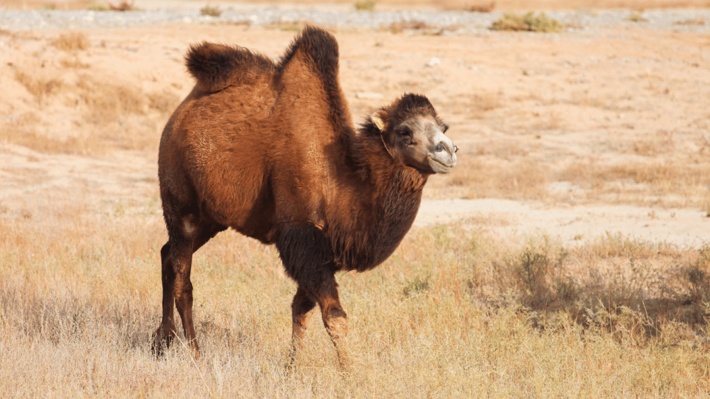 Bactrian camels Morocco Sahara Exploration