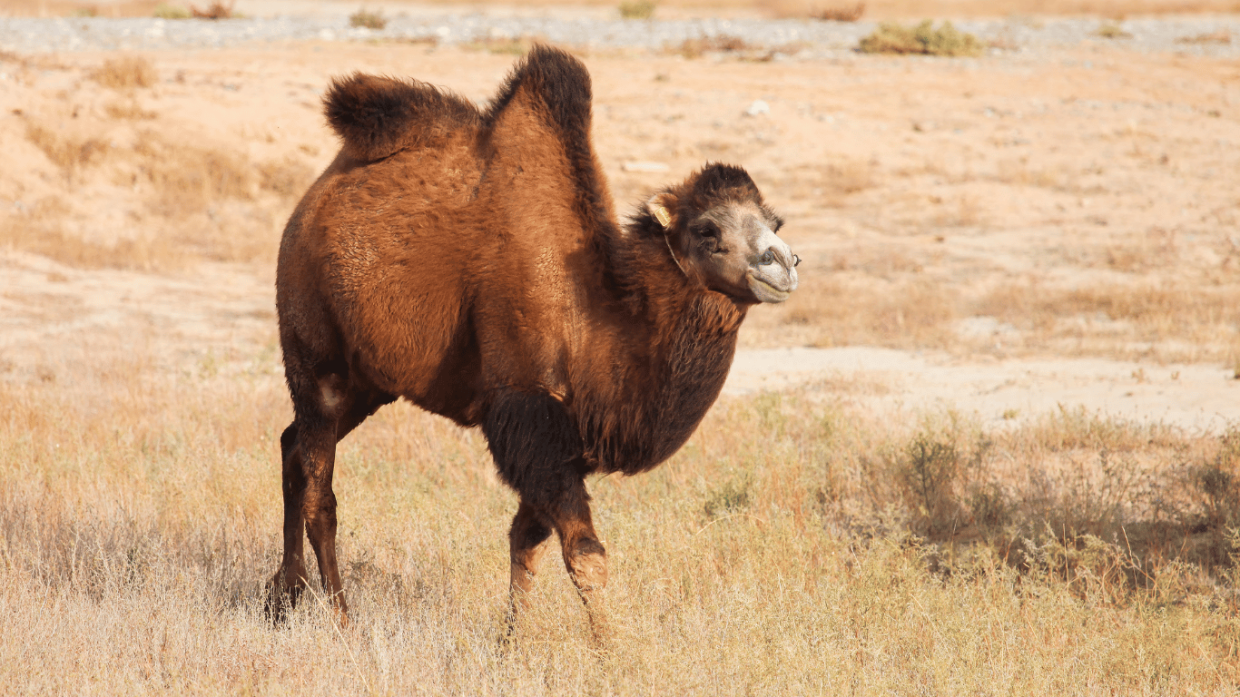 Differences Between Camels and Dromedaries on Best Morocco