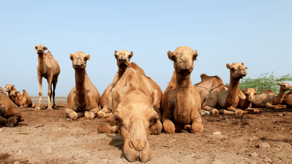 Camel Family