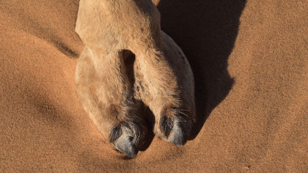 Camel Foot Structure