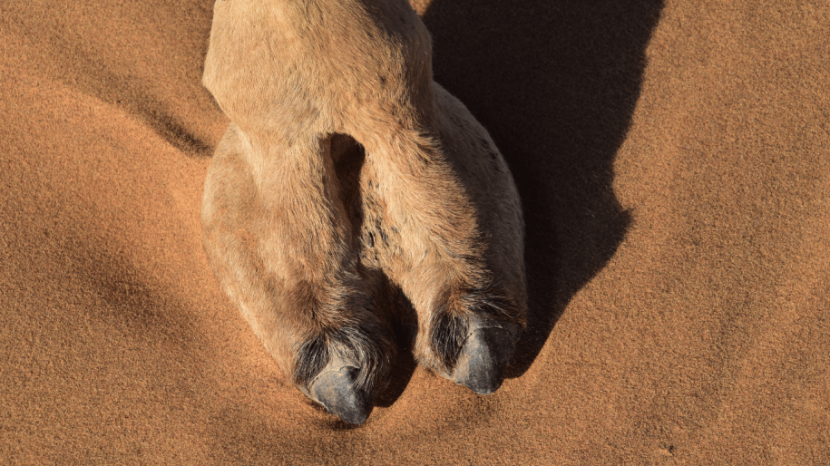 Camels Spit And More Discovering Fascinating Camel Facts