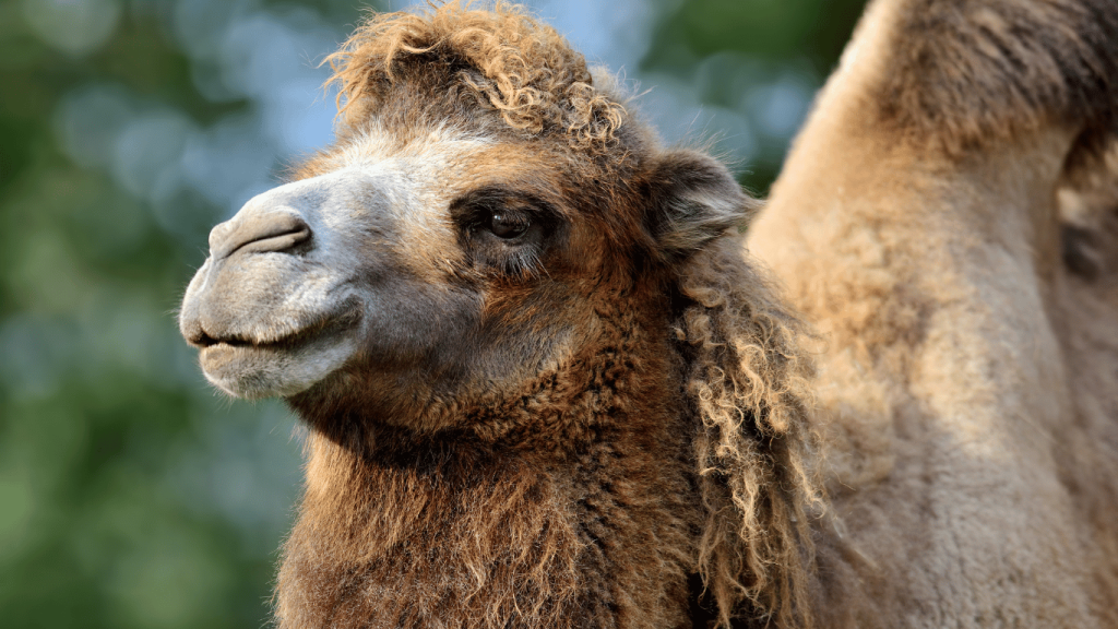 Camel Fur Morocco Sahara Exploration