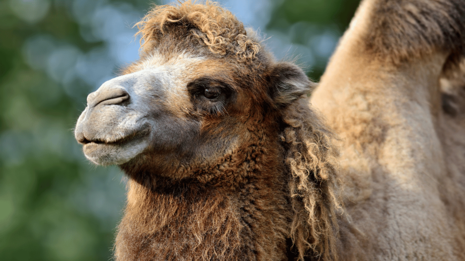 Camels Spit and More: Discovering Fascinating Camel Facts