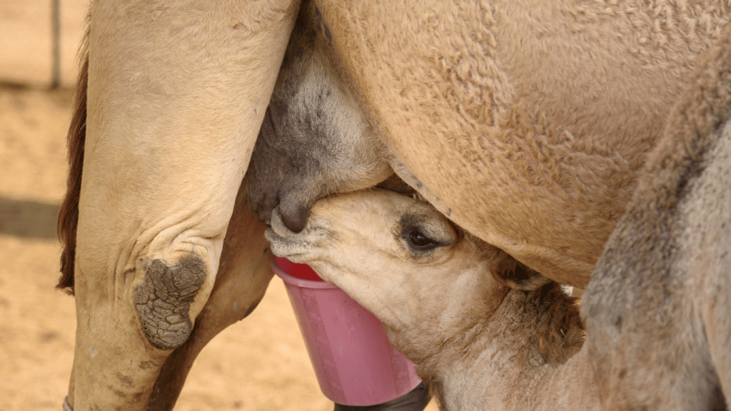 Camel Milk