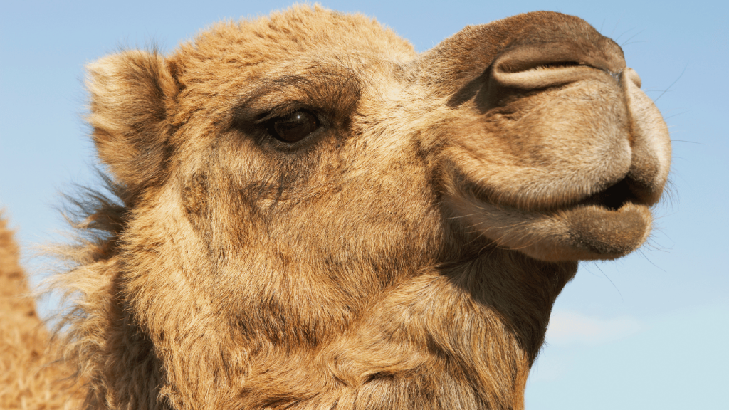 Camel Nose