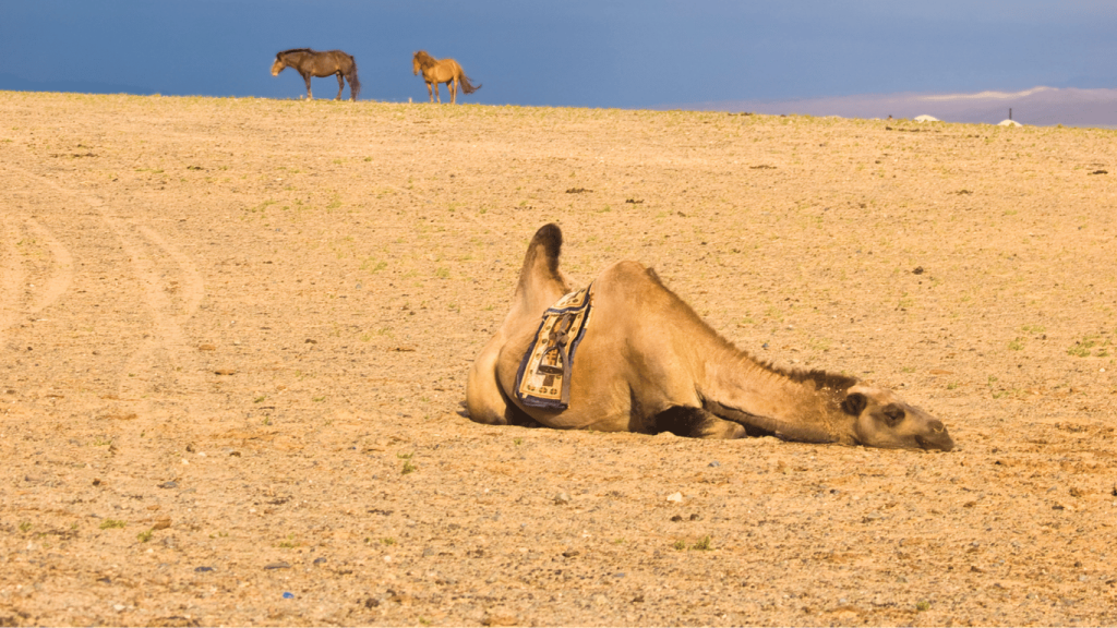 Camel Sleeping