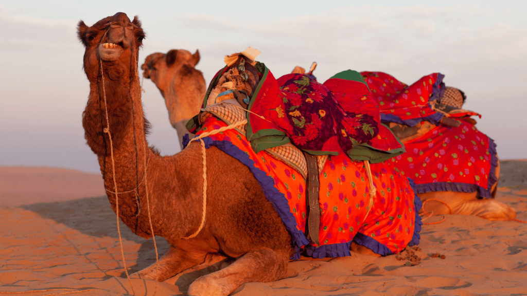 Camel vs. Dromedary Riding