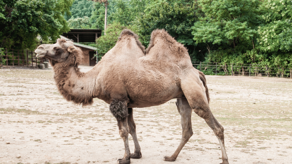 Camels Humps