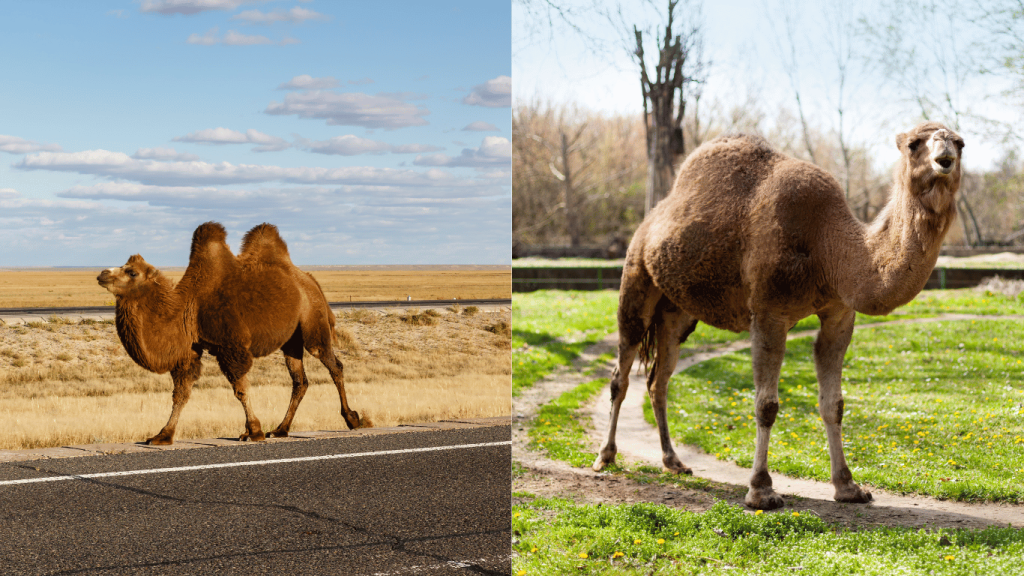 Differences Between Camels and Dromedaries on Best Morocco