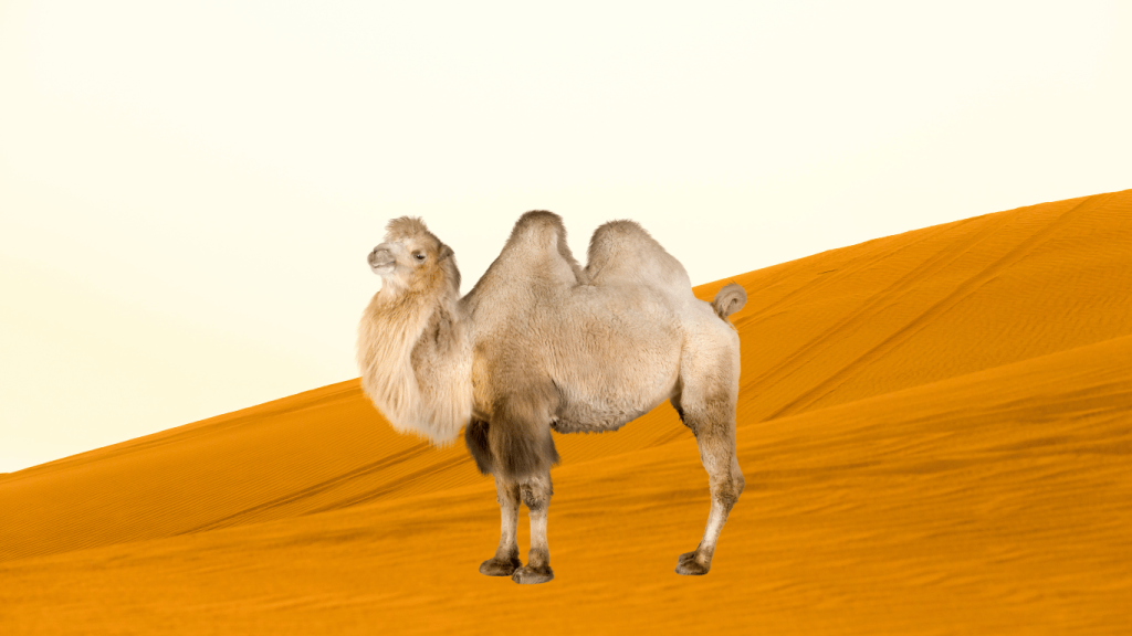 Dromedaries