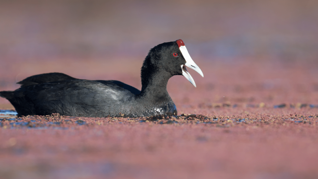 Red-Knobbed Coot