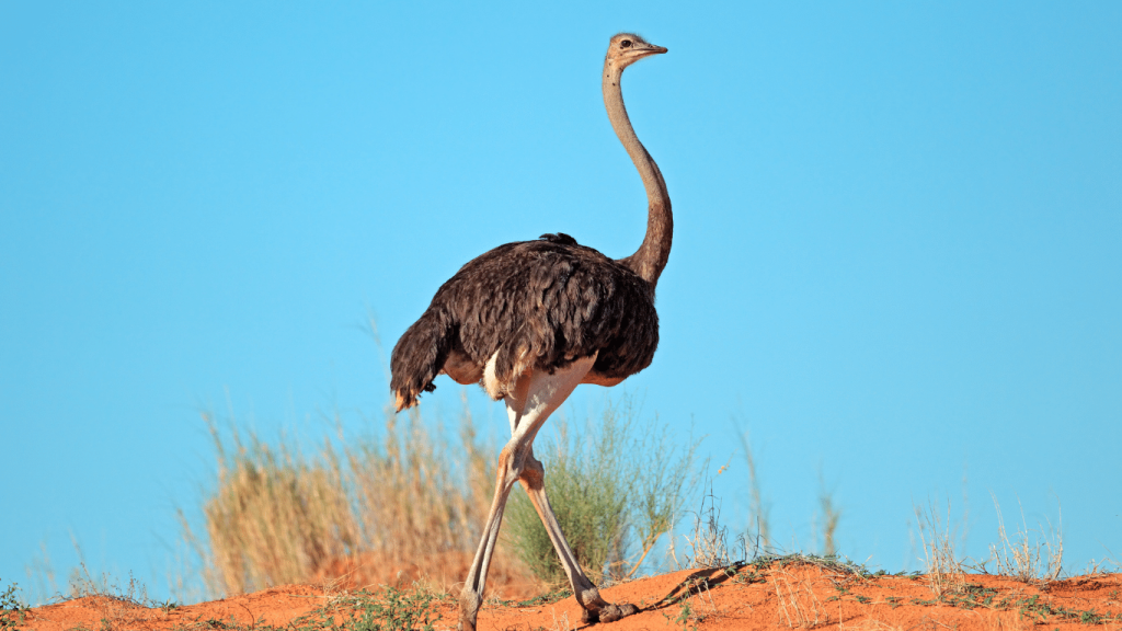 Red Ostrich 