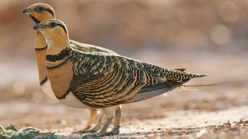 Sandgrouse 