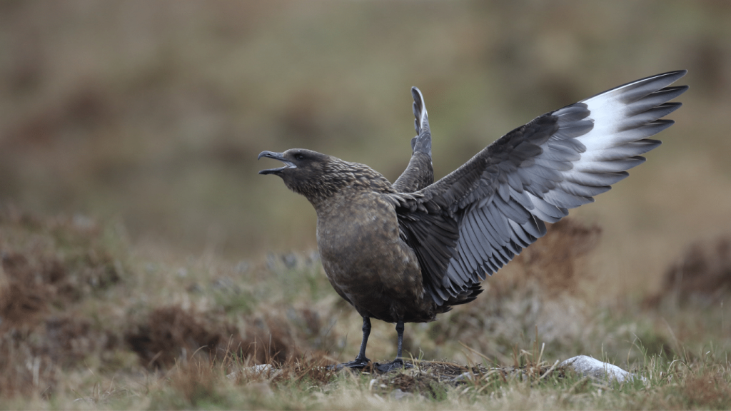 Skuas Seabirds predator