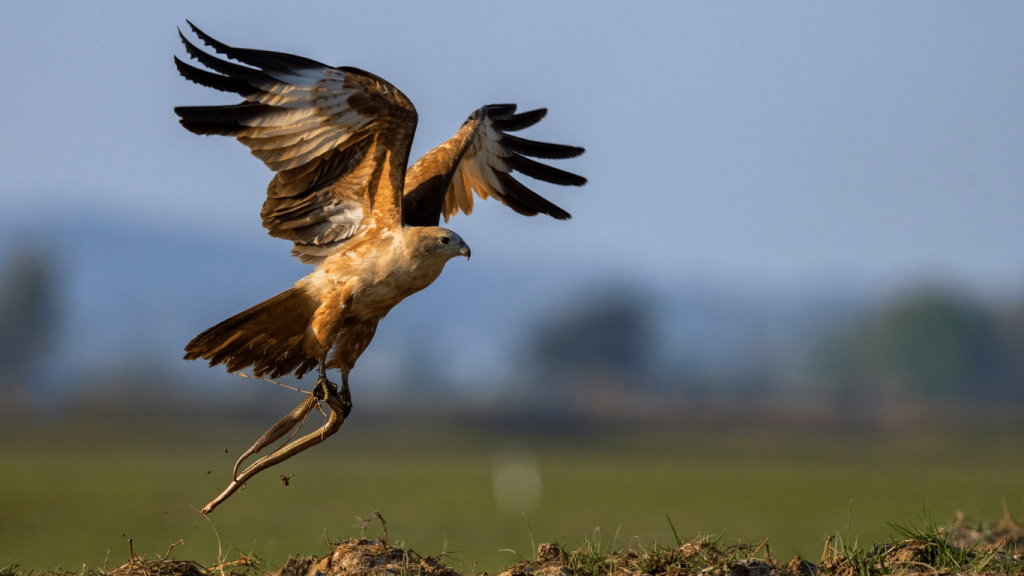 Snake eagle 