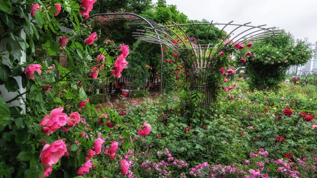 Rose Valley Flower Festival